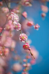 Pink Weeping Plum Blossoms Against Blue Sky