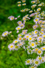 The image shows a Philadelphia Fleabane Erigeron philadelphicus , also known as Robin's Plantain