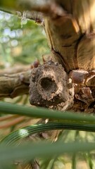 Detailed Examination Of Insect Residence Concealed Within Aged Palm Hollow Among Blurred Foliage And Sunlight