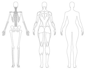 A female skeleton outline reveals the body's internal structure, major bones and muscle attachment points. This anatomical contour illustration is ideal for medical or educational use. Back view