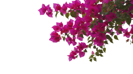 Bougainvillea vine branches filled with vivid pink flowers and fresh green leaves arranged as a curved floral border transfer background