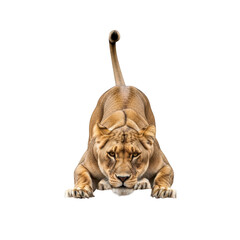 Obraz premium Lioness crouched low on black background ready to pounce big cat feline