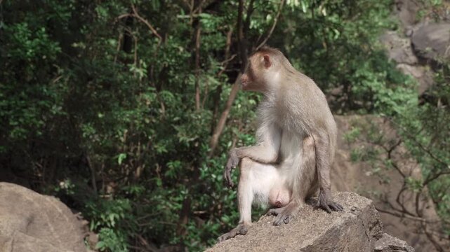 Cinematic close-up portrait of a wild monkey looking through a glass window in Goa, India. Emotional primate expression, urban wildlife encounter, exotic animal behavior and realistic travel street sc