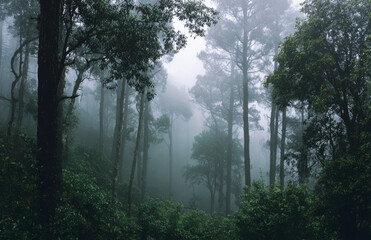 Obraz premium Misty forest dense woodland tall trees morning fog tranquil mood