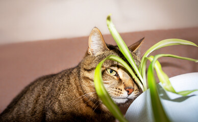 funny moment - tabby cat next to houseplant potted spider plant Chlorophytum comosum, demonstrating the typical feline interest in eating houseplants. A cozy home environment
