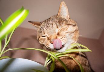 Funny close-up portrait of domestic tabby cat licking its nose while eating leaves of chlorophytum potted spider plant . Playful pet behavior captured indoors
