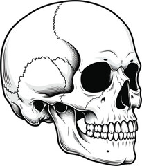 Realistic human skull illustration vector