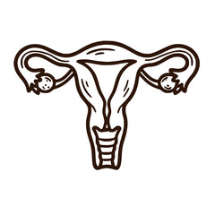 Female uterus reproductive anatomy medical line icon