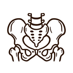 Human pelvis bone skeletal anatomy medical icon