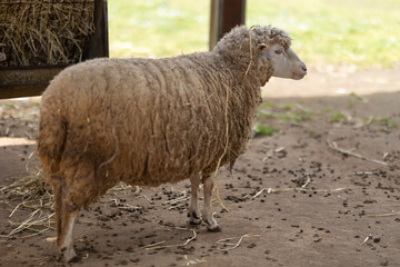 Sheep standing in farm looking right