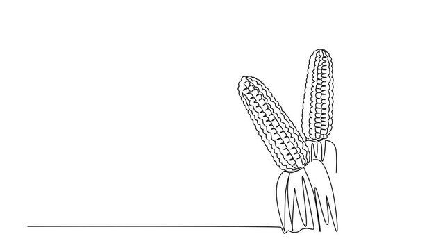 Animated self drawing of continuous line drawing of corn plants with ripe ears, representing harvest. This nature concept highlights National Corn on the Cob Day. Full length single line animation