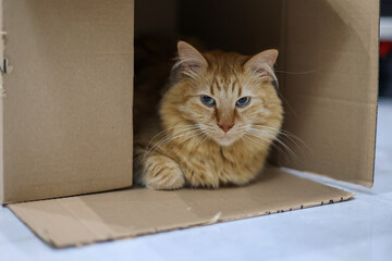 Ginger Cat with Blue Eyes Resting Comfortably in a Cardboard Box
