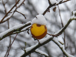 Contrast of Yellow Fruit Covered in Winter Snow