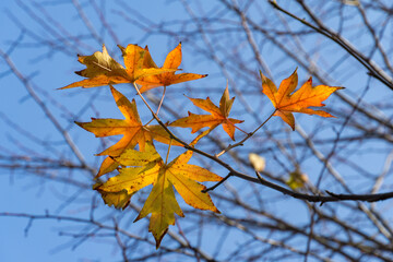 Close-up of autumn foliages of Liquidambar styraciflua, commonly called American sweetgum (Amber tree) in shades of yellow, orange, and green hang from branch against clear blue sky