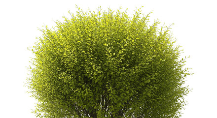 Lush green deciduous shrub or small tree with dense foliage isolated on transparent background