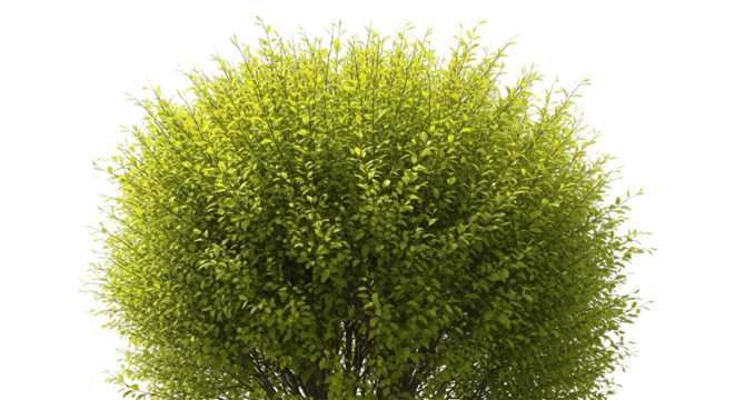 Lush green deciduous shrub or small tree with dense foliage isolated on transparent background - Powered by Adobe