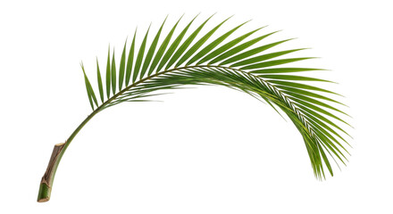A single vibrant green palm frond leaf curving gracefully isolated on transparent background for tropical design element