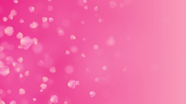 realistic pink rose flower petals and bokeh lights animation, valentines day romantic love and marriage social media motion background