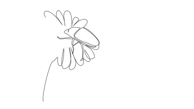 Animated self drawing of single line drawing of a june bug perched on a flower, representing nature concept and the theme of June Bug Day, celebrating insects. Full length single line animation