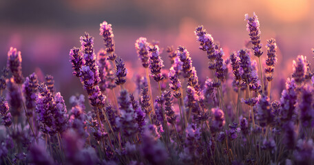 Fototapeta premium Lavender field sunset soft glow serene purple bloom floral nature Calm lavender field sunset