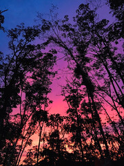 sunset in the forest