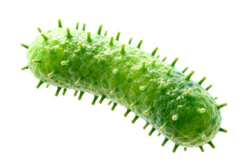Fototapeta premium Close-up view of a fresh green cucumber with spiky texture
