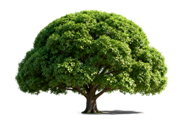 A lush green tree with dense foliage standing alone in an open area