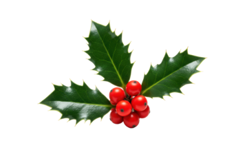 perfectly formed sprig of european holly (ilex aquifolium) with hyper-detailed waxy green leaves and vibrant red berries on a transparent background. concept for traditional holiday cheer