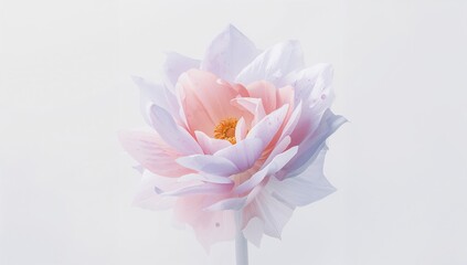 Obraz premium Delicate Pink and White Lotus Flower on a Soft White Background
