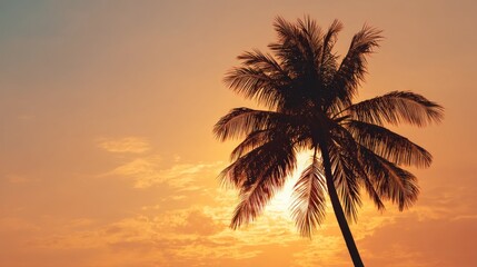 Obraz premium Sunset palm silhouette