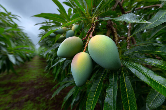 Lush tropical orchard filled with ripe mango fruits.