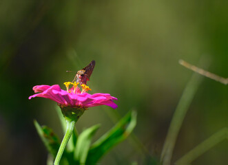 A Dion skipper collecting nectar from a pink zinnia and facing the camera with fading daylight giving a beautiful background