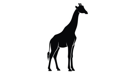 A striking black giraffe stands tall against a white background silhouette