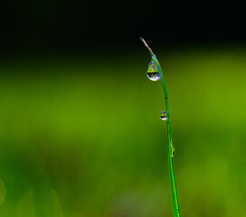 A solitary blade of grass with two glistening water drops clinging to it and lensing the surrounding vegetation