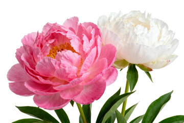 Fototapeta premium Beautiful pink and white peony flowers in full bloom