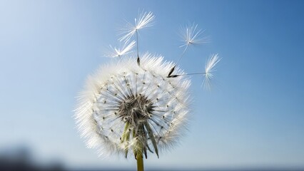 Naklejka premium Dandelion Seeds Flying in the Breeze Against a Clear Blue Sky