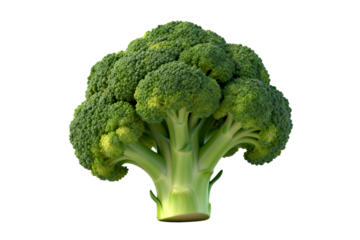 Fresh green broccoli vegetable for healthy diet