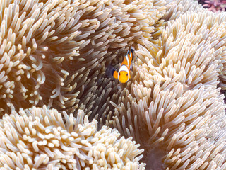 カクレクマノミ, Ocellaris clownfish, Amphiprion ocellaris, クマノミ亜科,
ハタゴイソギンチャク, Giant carpet anemone, Gigantic sea anemone, Stichodactyla gigantea, ハタゴイソギンチャク科,
阿嘉島阿嘉ビーチ（真謝浜）
沖縄県島尻郡慶良間諸島-2025
沖縄本島から40km西方にある