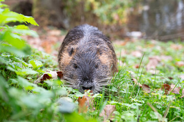 Nutria river rat, coypu herbivorous, semiaquatic rodent family Myocastoridae on the meadow, wildlife animals, habitant wetlands