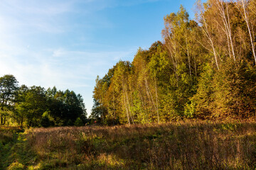 Fototapeta premium Brilliant sun flares illuminate the golden and green foliage atop a dense forest edge beside a grassy meadow path under a bright blue sky during early autumn