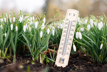Thermometer with snowdrop flowers on a meadow, sunny day in winter, measure the temperature, weather forecast, spring arrival