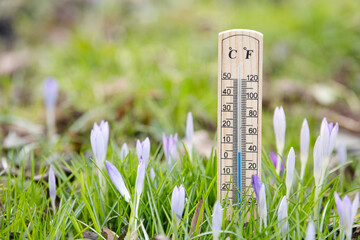 Thermometer with crocus flowers on a meadow, sunny day in spring, measure the temperature, weather forecast
