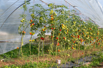 Greenhouse with agriculture tomato plants field, growing organic vegetable in countryside, planting food in the garden