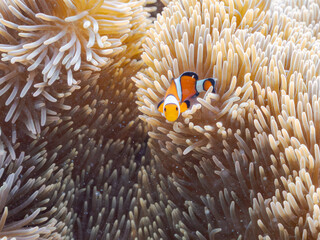カクレクマノミ, Ocellaris clownfish, Amphiprion ocellaris, クマノミ亜科,
ハタゴイソギンチャク, Giant carpet anemone, Gigantic sea anemone, Stichodactyla gigantea, ハタゴイソギンチャク科,
阿嘉島阿嘉ビーチ（真謝浜）
沖縄県島尻郡慶良間諸島-2025
沖縄本島から40km西方にある
