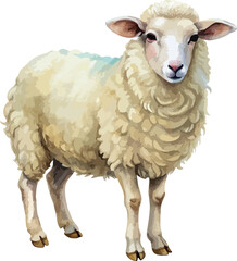Fluffy Farm Animal White Sheep lClassic Hand Painted Watercolor Vector Illustration
