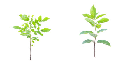 Fototapeta premium Two different types of young saplings, common roadside planting on transparent background