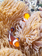 カクレクマノミ, Ocellaris clownfish, Amphiprion ocellaris, クマノミ亜科,
ハタゴイソギンチャク, Giant carpet anemone, Gigantic sea anemone, Stichodactyla gigantea, ハタゴイソギンチャク科,
阿嘉島阿嘉ビーチ（真謝浜）
沖縄県島尻郡慶良間諸島-2025
沖縄本島から40km西方にある