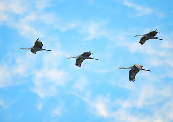 Fototapeta premium Sandhill cranes flying overhead with a background of blue sky and fluffy white clouds