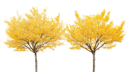 Fototapeta premium Two distinct Ginkgo trees with distinctive fan-shaped leaves and bare branches on transparent background