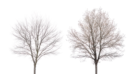 Two unique sycamore trees with mottled bark and broad winter canopy on transparent background